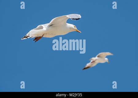 Two adult European herring gulls (Larus argentatus) in flight against blue sky Stock Photo
