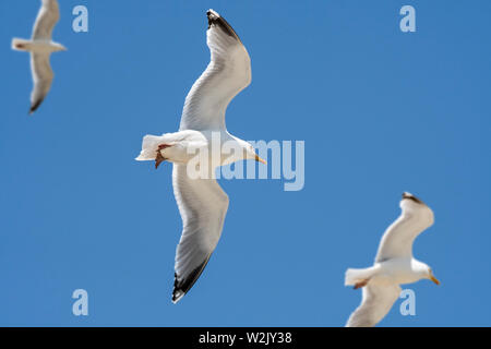 Three European herring gulls (Larus argentatus) in flight against blue sky Stock Photo