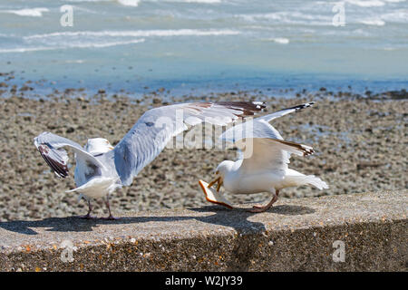 Two European herring gulls (Larus argentatus) on seawall fighting over scraps / leftovers from tourists at seaside resort