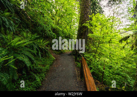 Hoh Rain Forest is situated in Washington, United States of America, nature, landscape, background, wildlife, elk, tourism, Travel USA, North America, Stock Photo