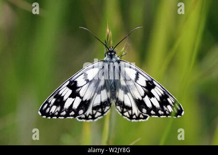 Italy Molise Macchiagodena (Is) - naturalistic reserve (Lipu) the realm of butterflies Stock Photo