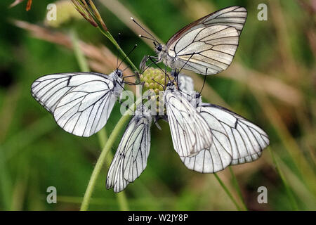 Italy Molise Macchiagodena (Is) - naturalistic reserve (Lipu) the realm of butterflies Stock Photo