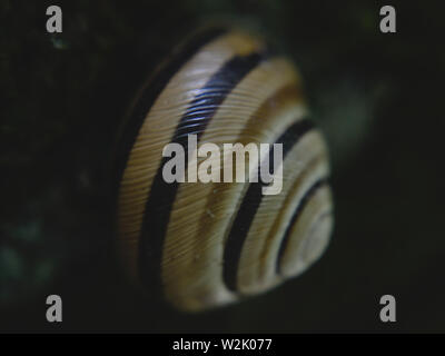 Snail sticks on tree bark. Close up of snail shell, macro photography Stock Photo