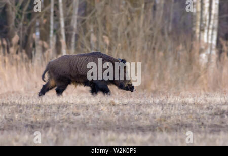 Fully grown wild boar male runs solitary over the early spring field near the forest in the evening Stock Photo