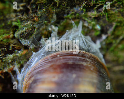 Snail sticks on tree bark. Close up of snail with slime on tree, macro photography Stock Photo