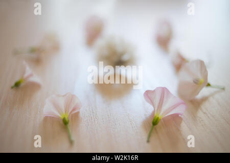 birch bindweed set fresh delicate flowers on light background. Stock Photo