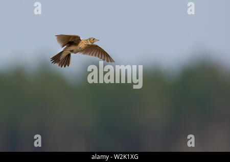 Eurasian skylark flies in sky over the forest edge with stretched wings and sings at the same time his song Stock Photo