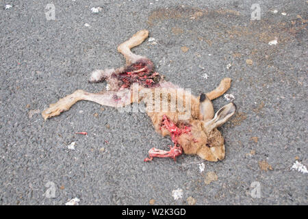 European Hare or Brown Hare killed on a road, England, UK Stock Photo
