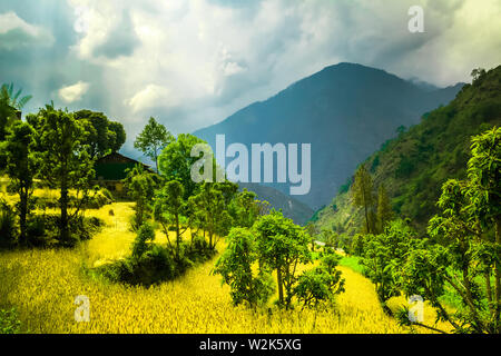 green field of rice in nepal Stock Photo