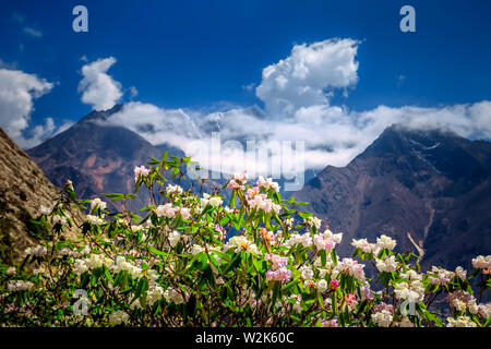 Blooming Rhododendron trees, Annapurna Nepal Stock Photo