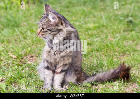 beautiful fluffy grey cat sitting on the grass in the garden