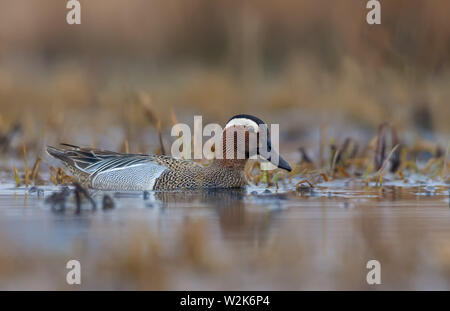 Male Garganey swims in brown colored spring river Stock Photo