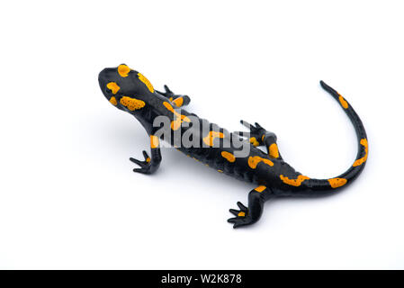 The fire salamander isolated on white background Stock Photo