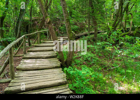 Wooden walkway leading through the dense forest at the Plitvice Lakes National Park in Croatia Stock Photo