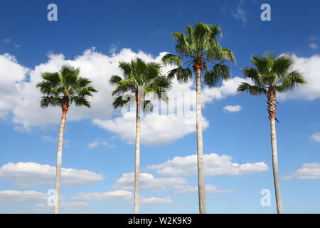 Four palm trees in a row Stock Photo