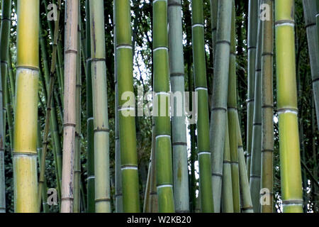 Detail of green branches of old and young bamboo trees in the park Stock Photo