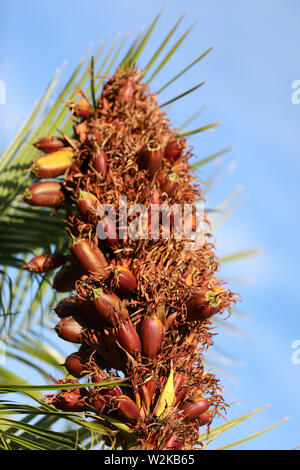 Yucca palm palm-tree fruit Stock Photo