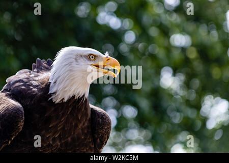 Bald eagle with mottled head focused Stock Photo