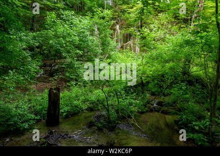 Small creek flowing through the untouched wilderness deep in the dense forest at the Plitvice Lakes National Park in Croatia Stock Photo