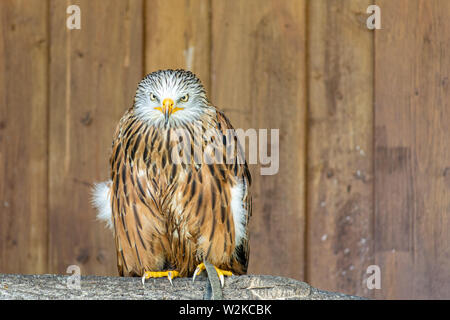 Red kite sitting on a branch Stock Photo