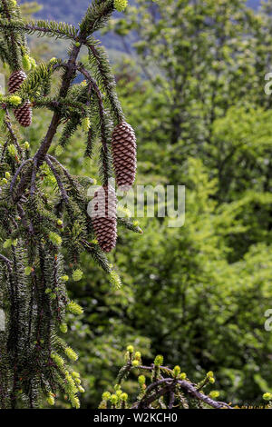 hanging pine cones close-up Stock Photo