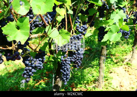 Weinstöcke im Hochsommer in der Nähe von Bühl im Hochsommer Stock Photo