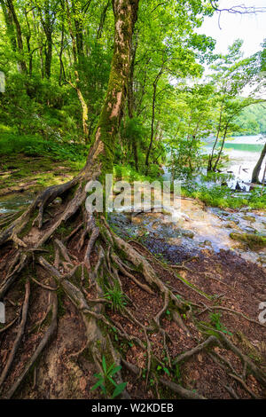 Small creek passing an old mossy tree with many roots above the surface and flowing into an azure colored lake at the Plitvice Lakes National Park Stock Photo