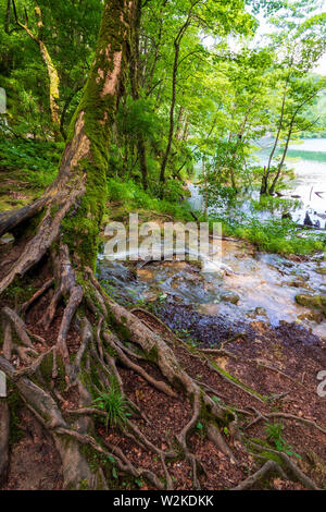 Small creek passing an old mossy tree with many roots above the surface and flowing into an azure colored lake at the Plitvice Lakes National Park Stock Photo