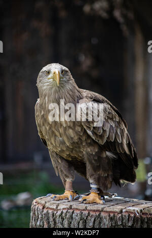 White-tailed eagle looking into the camera Stock Photo