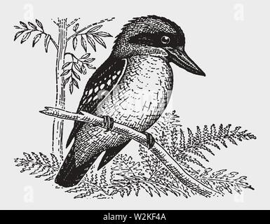 Laughing kookaburra (dacelo novaeguineae) sitting on a branch. Illustration after a historic engraving from the early 20th century Stock Vector