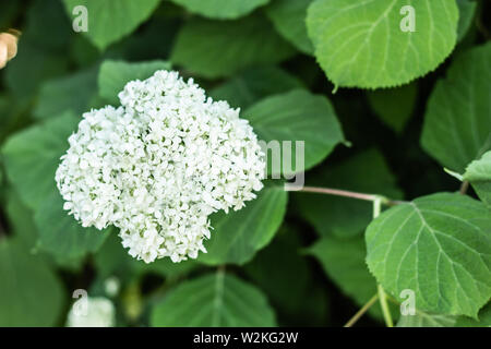 White flowers balls Hydrangea arborescens close up on blurred background Stock Photo