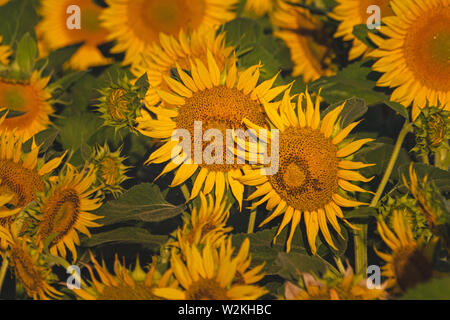 Sunflower Fields Dixon California Stock Photo