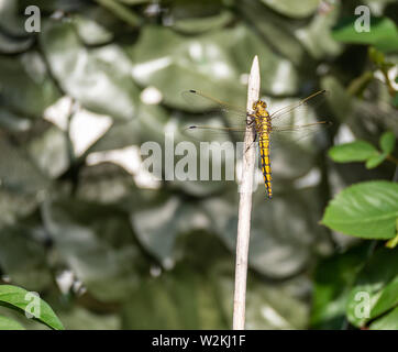 Close up image of beautiful yellow dragon fly sitting on a wooden stick Stock Photo