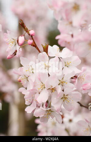 Prunus 'Pandora' cherry blossom in spring. AGM. Also called Prunus padus 'Pandora' Stock Photo