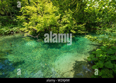 Azure colored pond with crystal clear water deep in the dense forest of the Plitvice Lakes National Park in Croatia Stock Photo