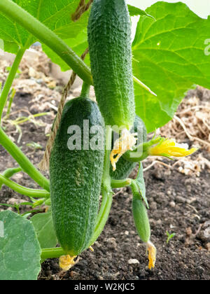 Cucumbers in greenhouse Stock Photo