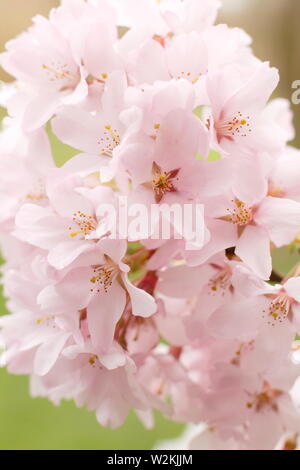 Cherry blossom UK. Prunus pendula f. ascendens 'Rosea' weeping cherry tree blossom in spring.  AGM Stock Photo