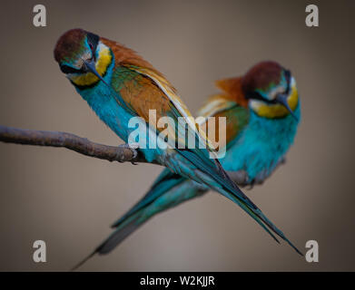 Bee eater birds in Danube Delta on a natural green background Stock Photo