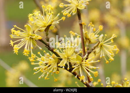Cornus Mas ‘Jolico’ - Cornelian cherry blossoms in spring – May. UK Stock Photo