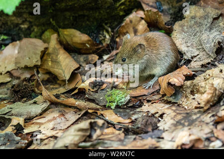 Small brown mouse in the dense forest of the Plitvice Lakes National Park in Croatia Stock Photo