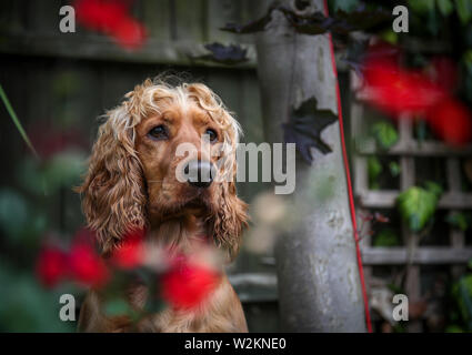 Cambridgeshire England Tuesday July 9 2019  A Working Cocker Spaniel dog peering through garden flowers in Cambridgeshire. Stock Photo