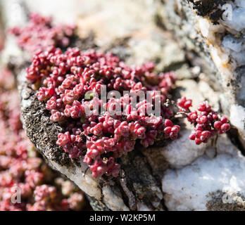English Stonecrop growing on a rock, wild plant in the sun Stock Photo