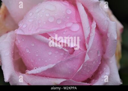 Pink rose about to bloom Stock Photo