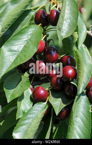 Bing cherries on Tree Branch Stock Photo