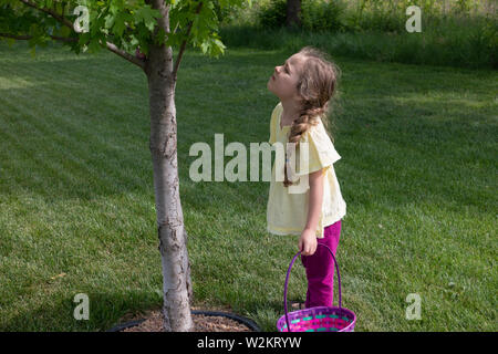 A five-year-old Caucasian girl holding her Easter basket looks up into a small tree looking for Easter eggs. USA. Stock Photo