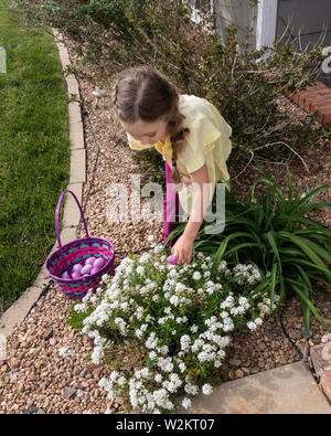 A five year old Caucasian girl finds a plastic Easter egg in a bed of white flowers. USA. Stock Photo
