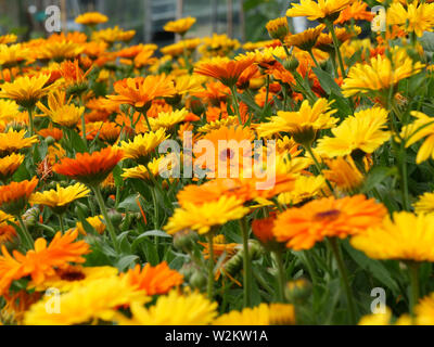 Mass of orange and yellow flowers of Calendula or pot marigold flowering in the garden in summer.