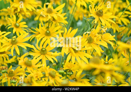 Doronicum orientale or leopard's bane flowers from the Asteraceae or ...