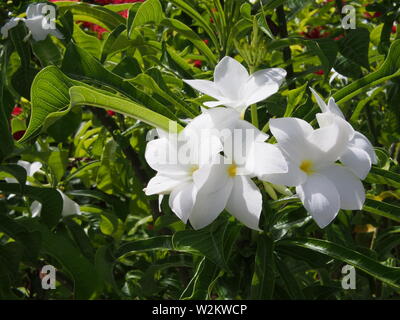 Plumeria alba (White Frangipani), Anguilla, BWI.