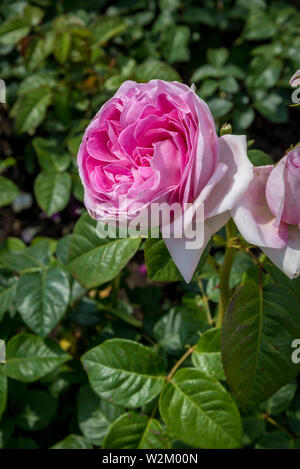 Rose 'Pink Eureka', Parc de la Tête d'or or Park of the Golden Head, a large urban park, Lyon, France Stock Photo